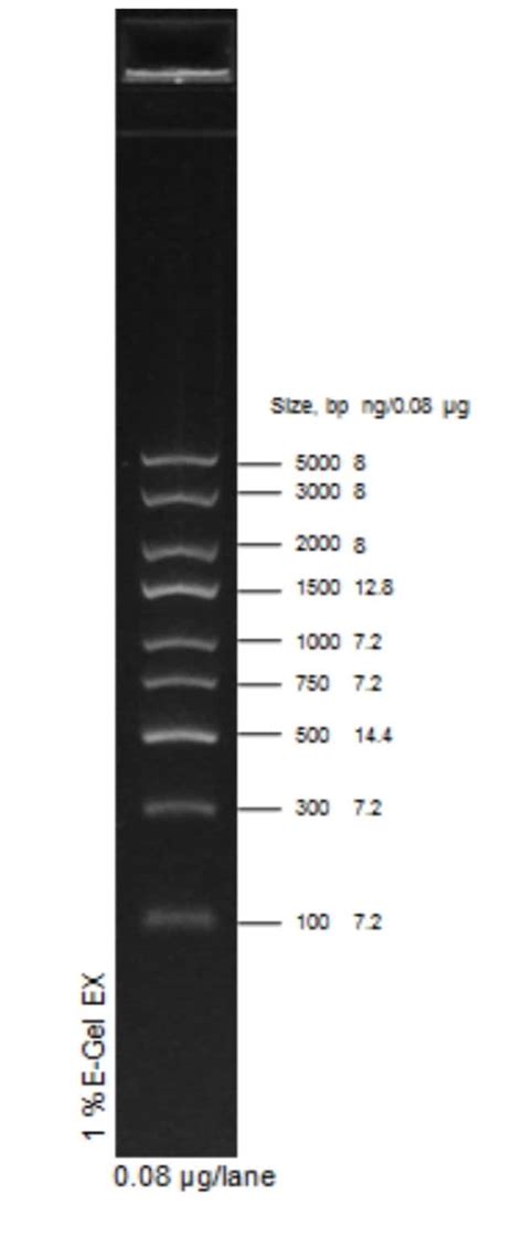 e gel express dna ladder.